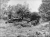 BD/285/189 Omhalen van bomen met behulp van een bulldozer