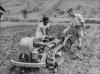 BD/285/197 Landbewerking met behulp van een tractor
