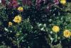 BD/66/103 Petunia's en goudsbloemen