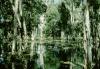 BD/66/136 Mangrove