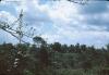 BD/171/104 Bosrijke omgeving