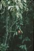 BD/171/191 Fruitboom