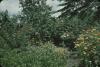 BD/171/192 Verschillende bloeiende planten