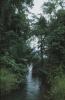 BD/171/240 Een rivier omgeven door planten en bomen