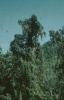 BD/171/390 Bomen