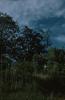 BD/171/1089 Bomen en omheining.