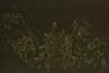 BD/171/1106 Plant