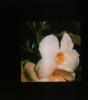 BD/171/1107 Bloem