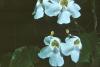 BD/171/1108 Plant met bloesem