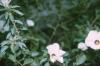 BD/171/1220 Plant met bloesem