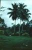 BD/171/1354 Palmbomen.