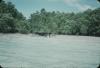 BD/171/1571 Kust met strand, bomen en pelikaan.