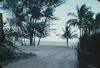 BD/171/1576 Strand met palmbomen.