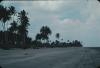 BD/171/1580 Strand met palmbomen.