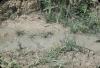 BD/171/1610 Stroom water door natuur