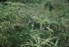 BD/171/1611 Natuur