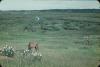 BD/171/1639 Paarden op het gras