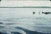 BD/171/1651 Waterlelies