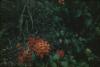 BD/171/1705 Planten