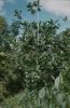 BD/171/610 Natuur