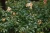 BD/171/612 Planten met bloesem