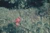 BD/171/725 Natuur