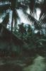 BD/171/757 Huis tussen palmbomen