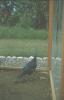 BD/171/803 Vogel in hok