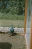 BD/171/804 Vogel in hok