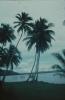 BD/171/974 Zicht op meer, palmbomen op voorgrond.