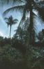 BD/171/983 Palmbomen.