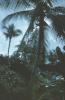 BD/171/984 Palmbomen.